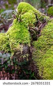 Attēlu rezultāti vaicājumam “Orthotrichum speciosum sporophyte”