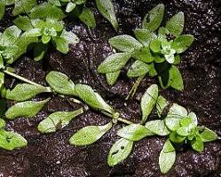 Attēlu rezultāti vaicājumam “Callitriche verna”