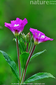 Attēlu rezultāti vaicājumam “Epilobium hirsutum flower”