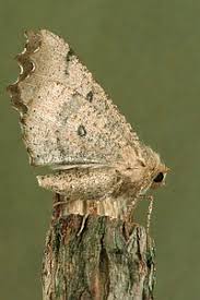 Attēlu rezultāti vaicājumam “Odontopera bidentata”