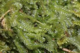 Attēlu rezultāti vaicājumam “Chiloscyphus pallescens”