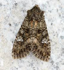 Attēlu rezultāti vaicājumam “Mamestra brassicae”