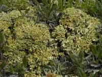 Attēlu rezultāti vaicājumam “Vulpicida pinastri”