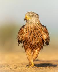 Image result for Milvus milvus