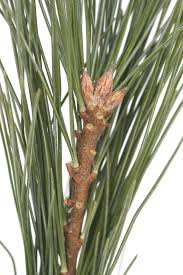 Attēlu rezultāti vaicājumam “Pinus strobus fruit”