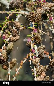 Attēlu rezultāti vaicājumam “Larix kaempferi female flower”