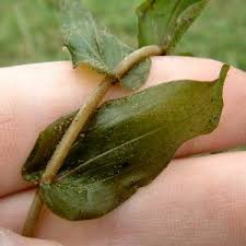 Attēlu rezultāti vaicājumam “Potamogeton perfoliatus leaf”