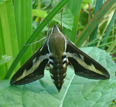 Attēlu rezultāti vaicājumam “Hyles gallii imago”