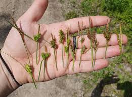Attēlu rezultāti vaicājumam “Carex appropinquata fruit”