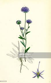 Attēlu rezultāti vaicājumam “Jasione montana”