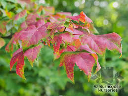 Attēlu rezultāti vaicājumam “Acer tataricum subsp. ginnala bud”