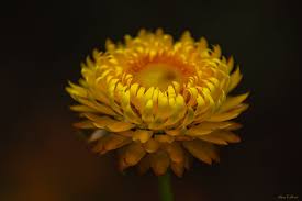 Image result for Strohblume