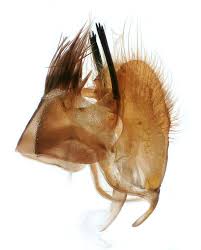 Attēlu rezultāti vaicājumam “Maniola jurtina male”