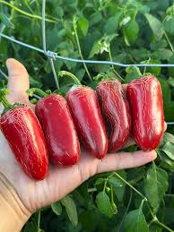 Afbeeldingsresultaat voor biker billy jalapeno hot pepper