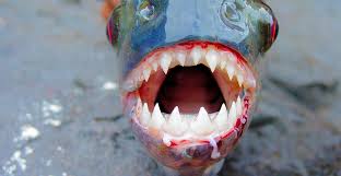 Image result for Prestatyn Piranhas