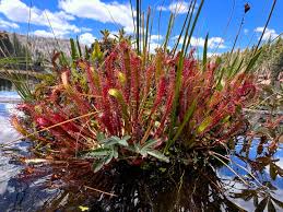 Attēlu rezultāti vaicājumam “Drosera anglica fruit”