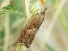 Attēlu rezultāti vaicājumam “Dichrorampha simpliciana”