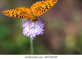 Attēlu rezultāti vaicājumam “Brenthis ino upperside”