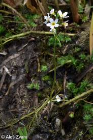Attēlu rezultāti vaicājumam “Hottonia palustris leaf”