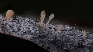 Attēlu rezultāti vaicājumam “Typhula setipes”