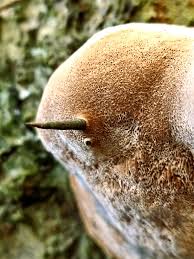 Attēlu rezultāti vaicājumam “Phellinus alni”