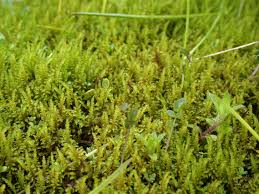 Attēlu rezultāti vaicājumam “Palustriella”