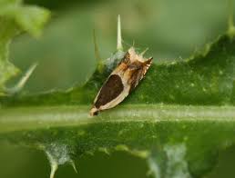 Attēlu rezultāti vaicājumam “Ancylis badiana”