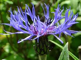 Image result for Flockenblume