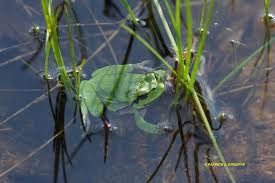 Attēlu rezultāti vaicājumam “Hyla arborea adult”