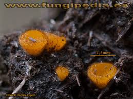 Attēlu rezultāti vaicājumam “Cheilymenia stercorea”