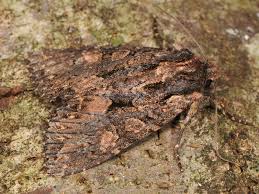 Attēlu rezultāti vaicājumam “Mniotype satura”