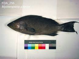 Image result for Mycteroperca phenax