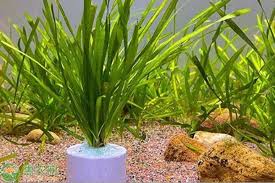 「水蘭」的圖片搜尋結果