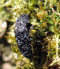 Attēlu rezultāti vaicājumam “Dermestes murinus”