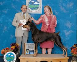 Image result for Ukc Falcons