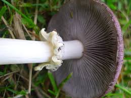 Attēlu rezultāti vaicājumam “Stropharia hornemannii”