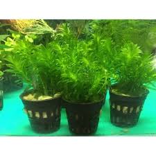 「水蘊草」的圖片搜尋結果