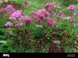 Attēlu rezultāti vaicājumam “Thalictrum aquilegifolium”
