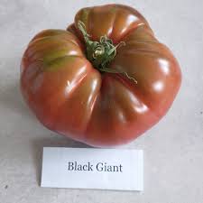 Afbeeldingsresultaat voor black elephant tomato