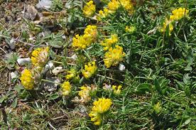 Image result for Anthyllis vulneraria