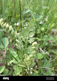 Attēlu rezultāti vaicājumam “Botrychium matricariifolium”