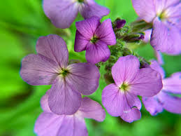 Attēlu rezultāti vaicājumam “Hesperis matronalis bud”