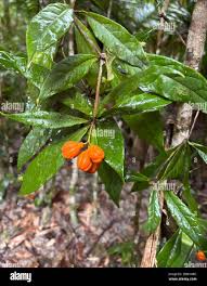 Attēlu rezultāti vaicājumam “Physarum rubiginosum macro”