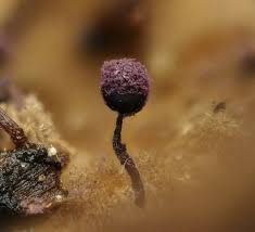 Attēlu rezultāti vaicājumam “Cribraria violacea macro”