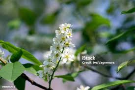 Attēlu rezultāti vaicājumam “Prunus padus var. roseiflora flower”