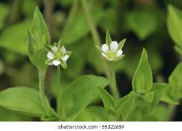 Attēlu rezultāti vaicājumam “Moehringia trinervia”