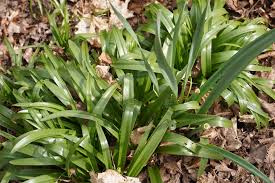 Attēlu rezultāti vaicājumam “Leucojum vernum var. carpathicum”