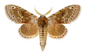 Attēlu rezultāti vaicājumam “Carterocephalus silvicolus underside”