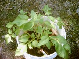 Attēlu rezultāti vaicājumam “Solanum tuberosum leaf”