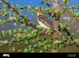 Attēlu rezultāti vaicājumam “Anthus trivialis adult”